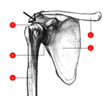 Klicke auf die Grafik für eine vergrößerte Ansicht

Name: anatomie_schulter.gif
Ansichten: 119
Größe: 27,4 KB
ID: 1546635