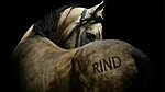 Klicke auf die Grafik für eine vergrößerte Ansicht

Name: Rind.jpg
Ansichten: 93
Größe: 14,1 KB
ID: 1656957